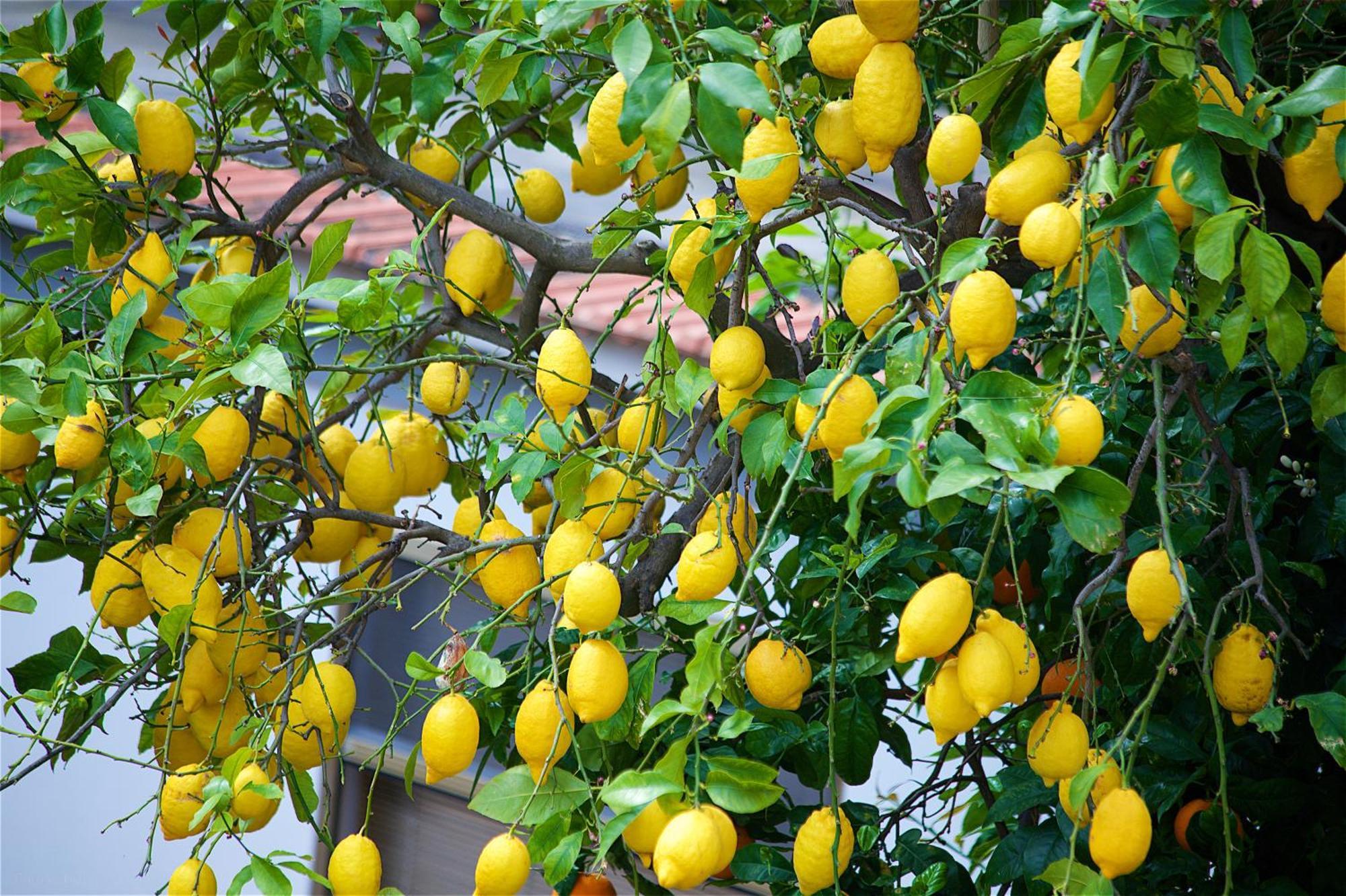 Bed and Breakfast Il Giardino Segreto Sorrento Exteriér fotografie